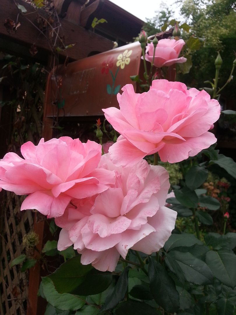  photo 20140821_120213_zpsrwccluid.jpg